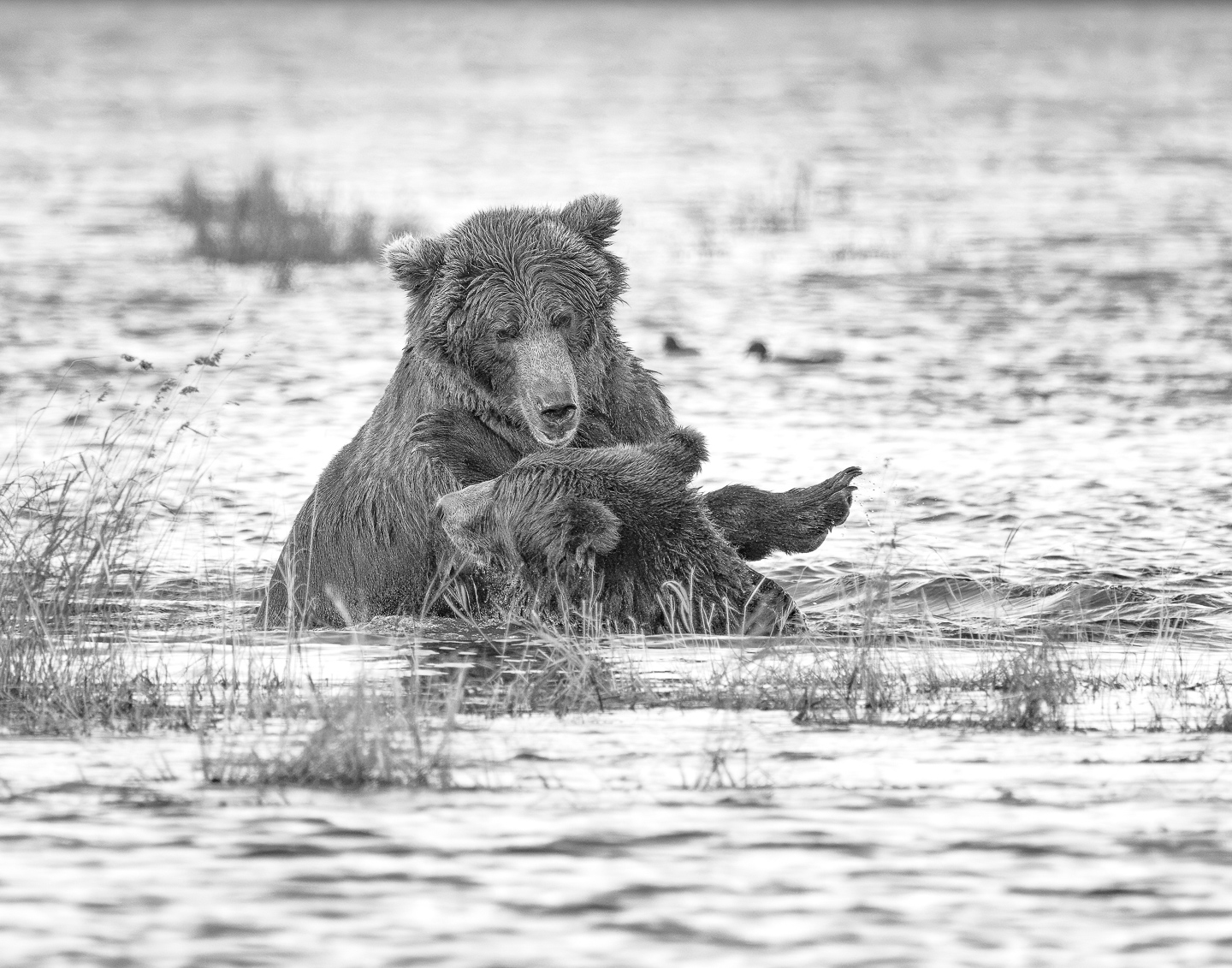 2nd PrizeOpen Mono In Class 3 By Edward Crawford For Grizzly Play Fight APR-2024.jpg